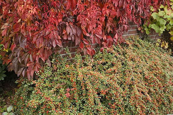525044 - Virginia creeper (Parthenocissus quinquefolia) and cotoneaster (Cotoneaster)