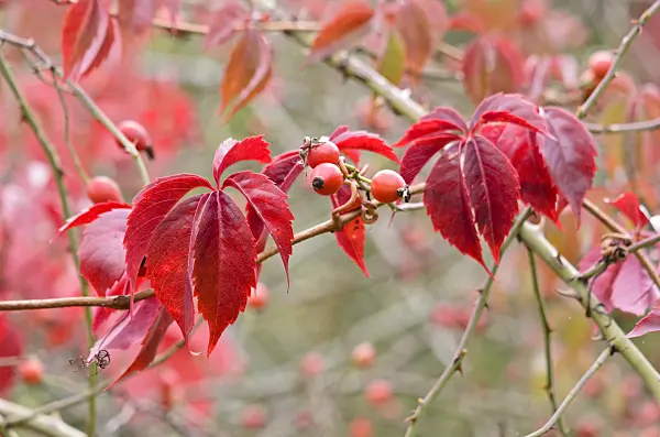 524201 - Virginia creeper (Parthenocissus quinquefolia) and rose (Rosa) with rose hips