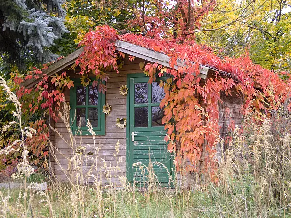 525195 - Virginia creeper (Parthenocissus quinquefolia) at a garden house