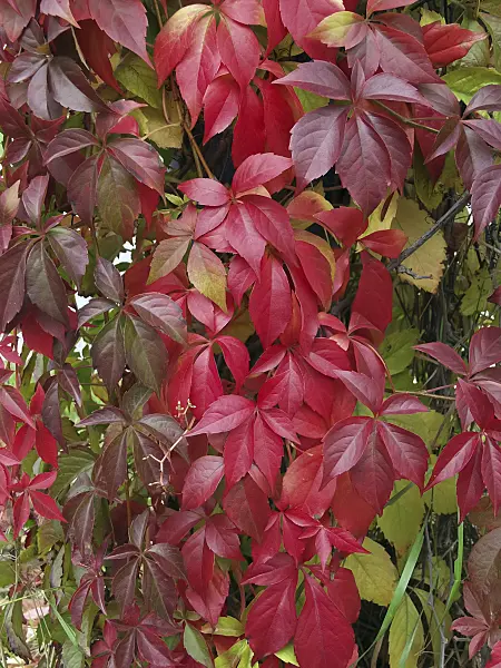 454039 - Virginia creeper (Parthenocissus quinquefolia 'Engelmannii')