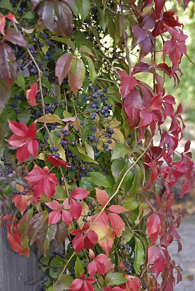 471434 - Virginia creeper (Parthenocissus quinquefolia 'Engelmannii')