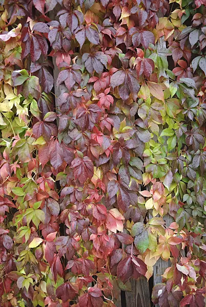 502302 - Virginia creeper (Parthenocissus quinquefolia 'Engelmannii')