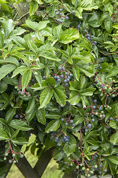 616272 - Virginia creeper (Parthenocissus quinquefolia 'Engelmannii')