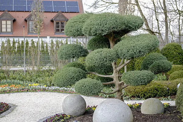 558124 - Virginian juniper (Juniperus virginiana 'Hetz')