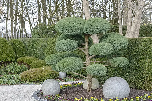 558125 - Virginian juniper (Juniperus virginiana 'Hetz')