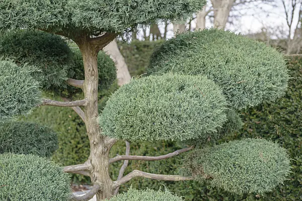 558126 - Virginian juniper (Juniperus virginiana 'Hetz')