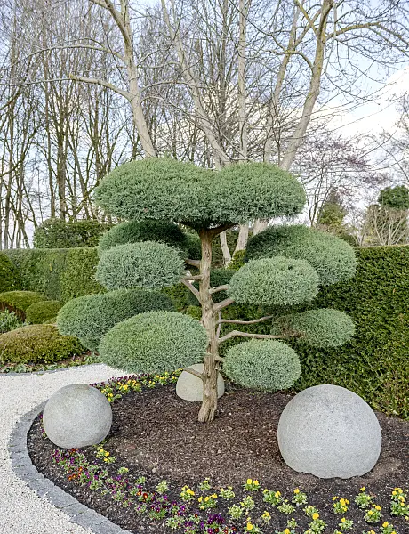 558127 - Virginian juniper (Juniperus virginiana 'Hetz')