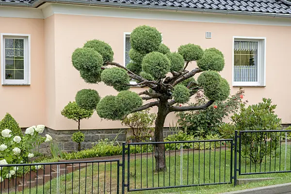 575130 - Virginian juniper (Juniperus virginiana 'Hetz')