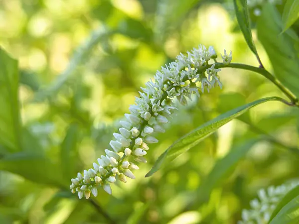 439089 - Virginian willow (Itea virginica)