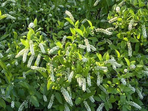 439090 - Virginian willow (Itea virginica)