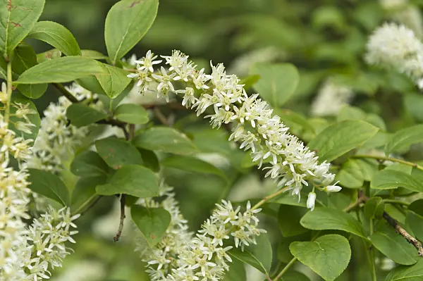 510023 - Virginian willow (Itea virginica)