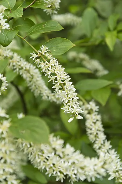 510024 - Virginian willow (Itea virginica)