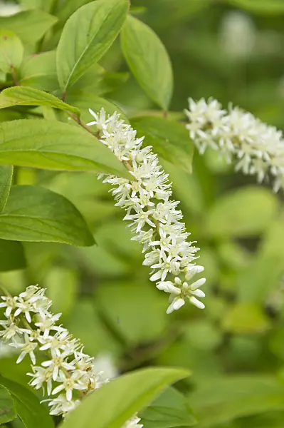 510025 - Virginian willow (Itea virginica)