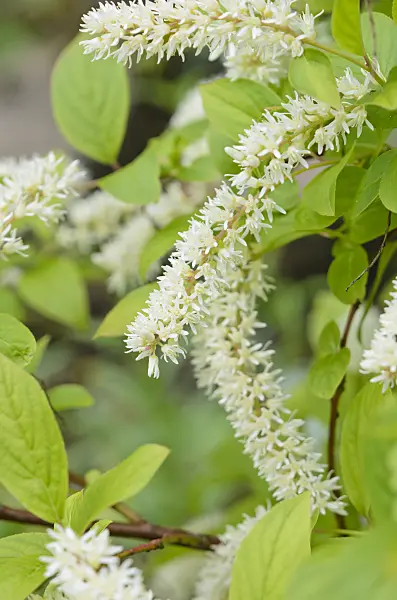 534120 - Virginian willow (Itea virginica)