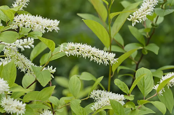 534121 - Virginian willow (Itea virginica)