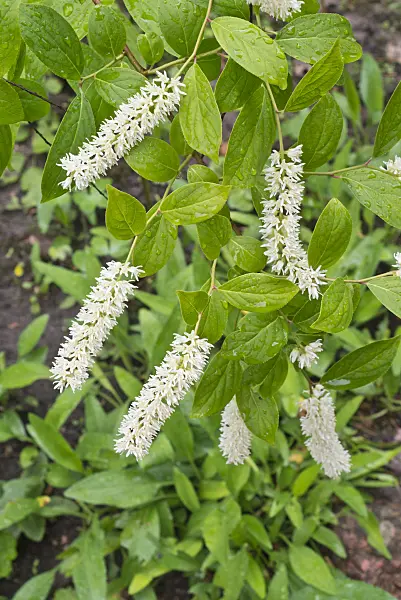 608139 - Virginian willow (Itea virginica)