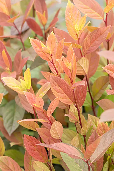 664213 - Virginian willow (Itea virginica 'Scentlove')