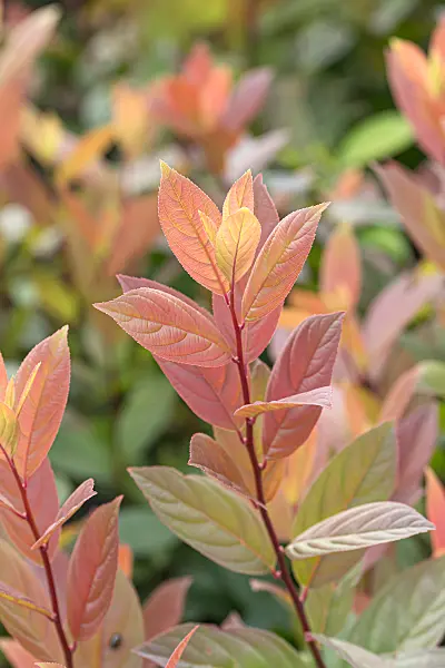 664214 - Virginian willow (Itea virginica 'Scentlove')