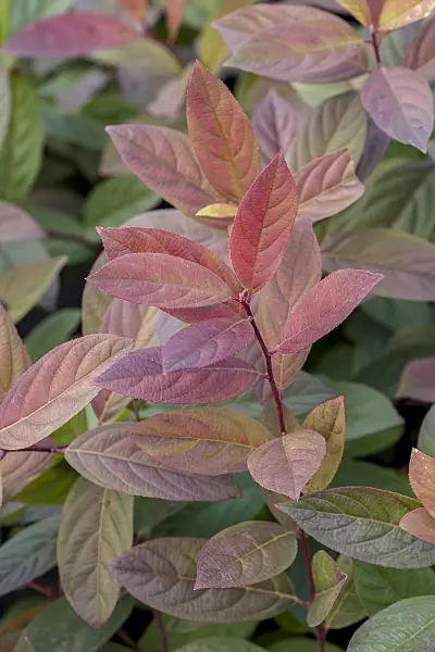 638137 - Virginian willow (Itea virginica 'Sweet Loretta')