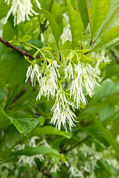 664074 - Virginischer Schneeflockenstrauch (Chionanthus virginicus)