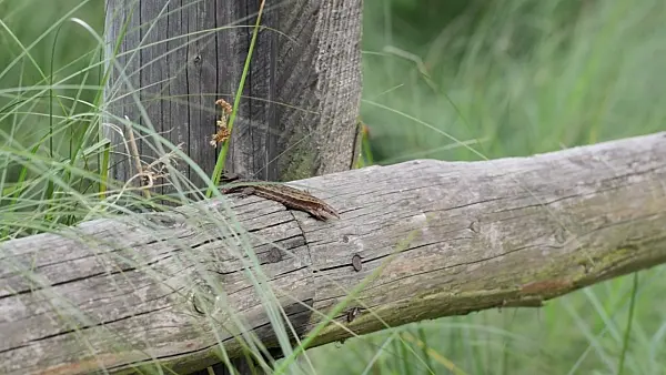 498323 - Viviparous lizard (Zootoca vivipara syn. Lacerta vivipara)