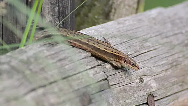 498324 - Viviparous lizard (Zootoca vivipara syn. Lacerta vivipara)