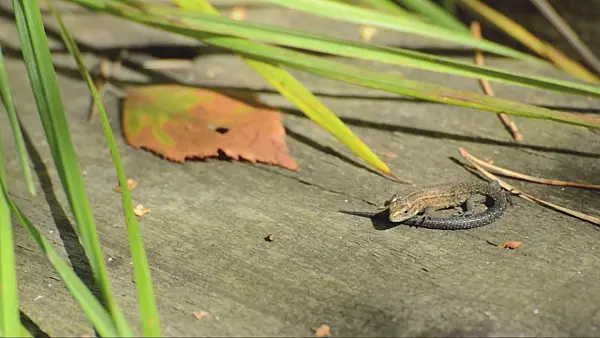 499105 - Viviparous lizard (Zootoca vivipara syn. Lacerta vivipara)