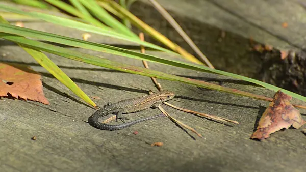 499106 - Viviparous lizard (Zootoca vivipara syn. Lacerta vivipara)