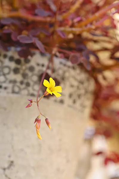 474339 - Volcanic sorrel (Oxalis vulcanicola)