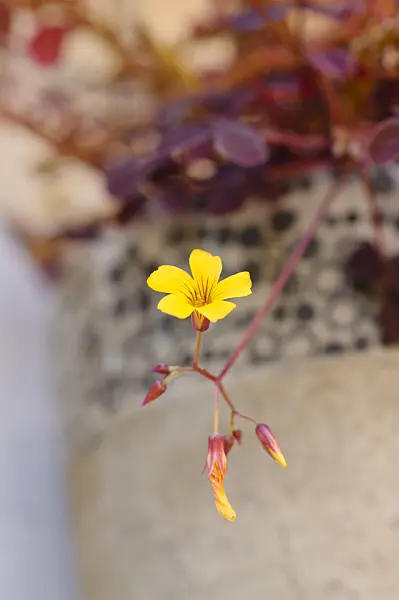 474340 - Volcanic sorrel (Oxalis vulcanicola)