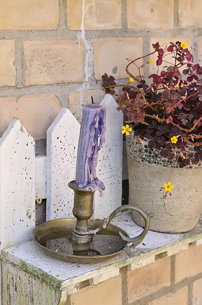 474341 - Volcanic sorrel (Oxalis vulcanicola) with blue candle on a shelf