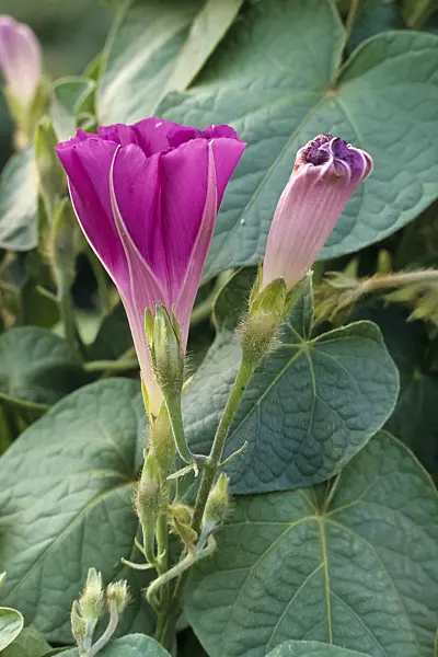 366064 - Volubilis (Ipomoea purpurea)