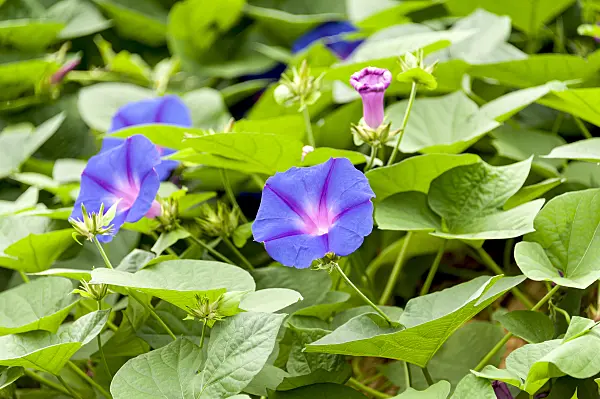 625242 - Volubilis (Ipomoea purpurea)