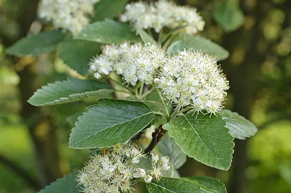 472075 - Vosges whitebeam (Sorbus mougeotii)