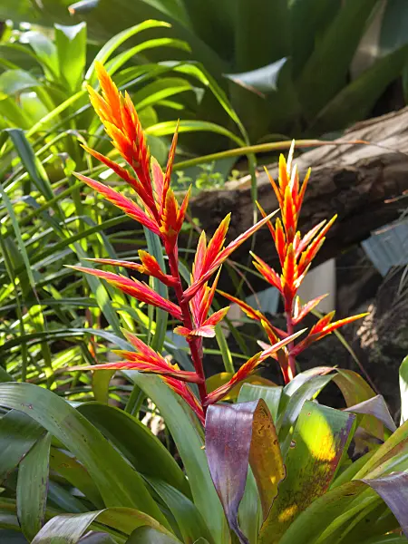 400041 - Vriesea zamorensis