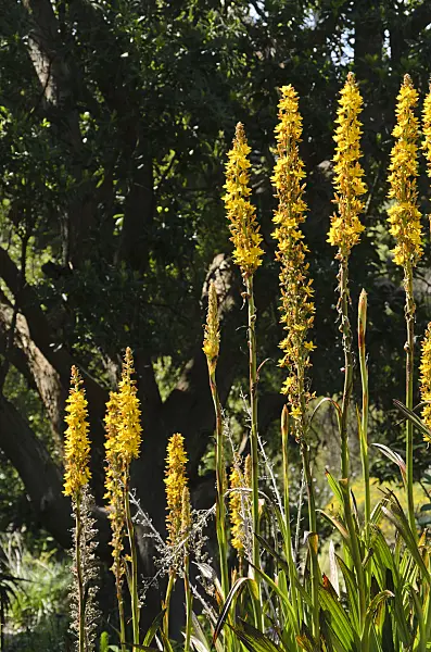 508500 - Wachendorfia thyrsiflora