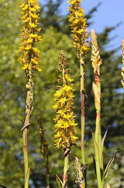 508501 - Wachendorfia thyrsiflora
