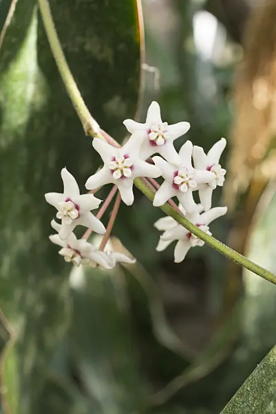 549184 - Wachsblume (Hoya australis)