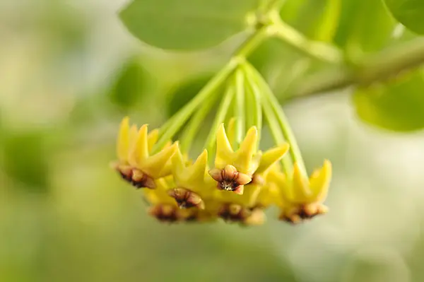 477118 - Wachsblume (Hoya cumingiana)