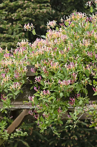 521177 - Waldgeißblatt (Lonicera periclymenum)