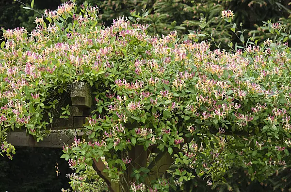 521178 - Waldgeißblatt (Lonicera periclymenum)