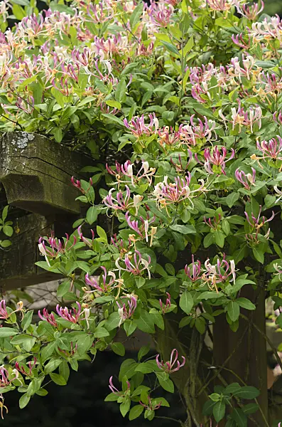 521179 - Waldgeißblatt (Lonicera periclymenum)