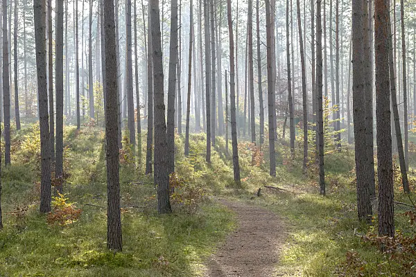 575195 - Waldkiefer (Pinus sylvestris)