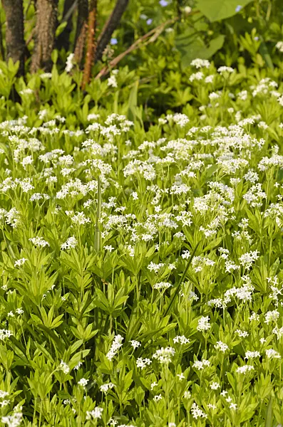 495365 - Waldmeister (Galium odoratum)