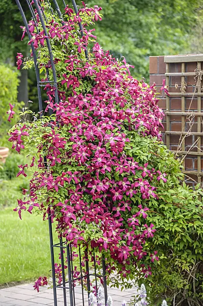 593051 - Waldrebe (Clematis Madame Julia Correvon)