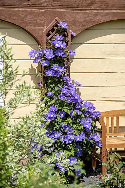 607026 - Waldrebe (Clematis The President)