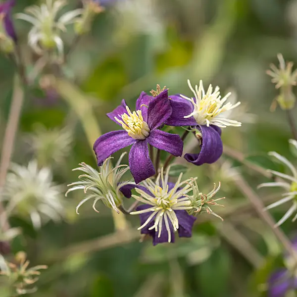 664091 - Waldrebe (Clematis x aromatica)