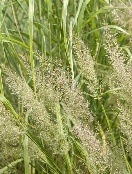 575034 - Waldreitgras (Calamagrostis arundinacea var. brachytricha syn. Achnatherum brachytricha)