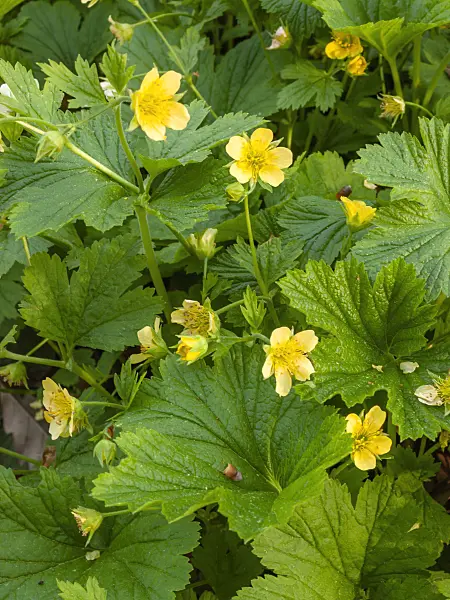 412031 - Waldsteinia geoides