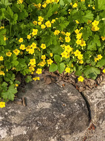 424128 - Waldsteinia geoides